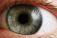 200px-Eye_iris---2.jpg