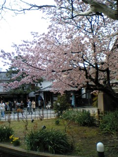 sakurab