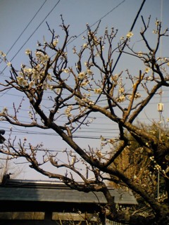 ume