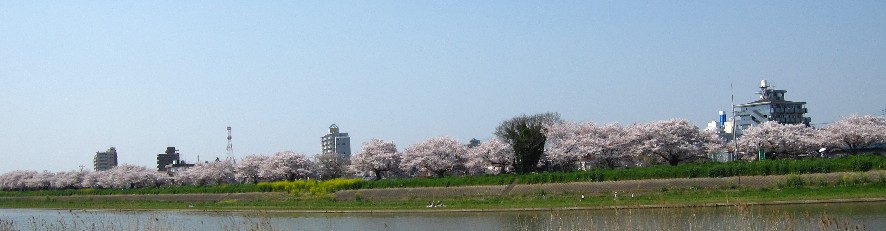 0409 050.jpg----sakura.jpg