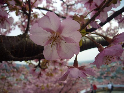 河津桜 065.jpg--7.jpg