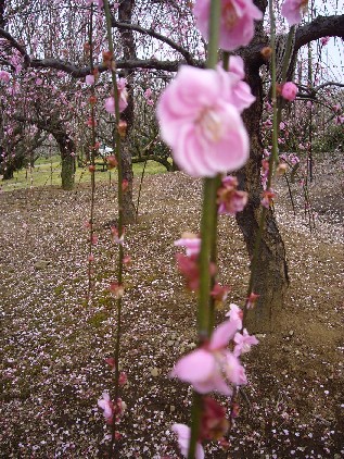 河津桜 122.jpg--17.jpg---.jpg