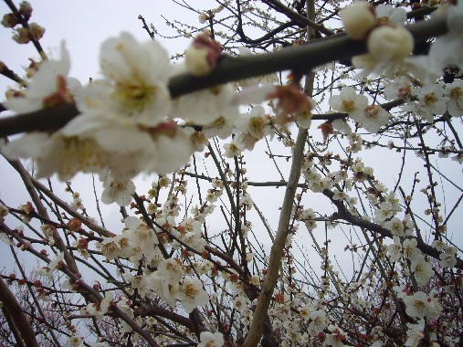 河津桜 120.jpg----.jpg